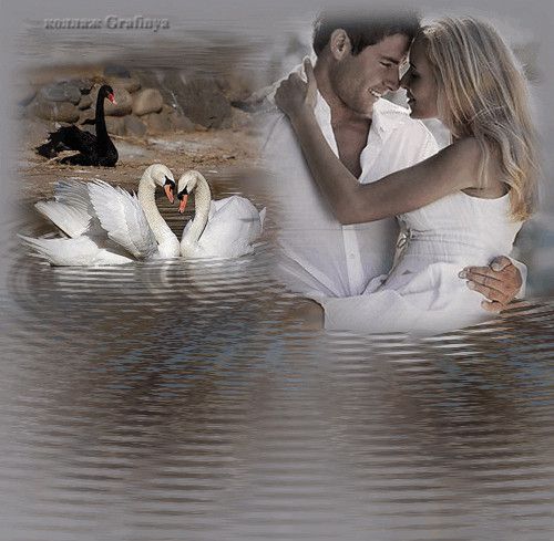 Лебединая верность