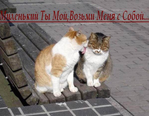 04479-31_podborka_9-cats_firefun_ru.jpg