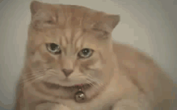 Котик умный