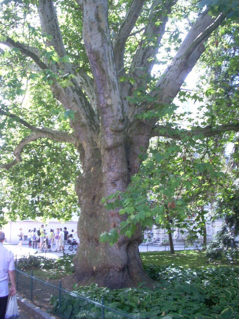 Дерево чинар