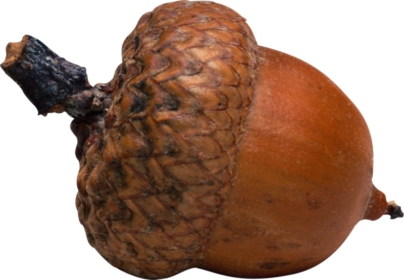 acorns84.png