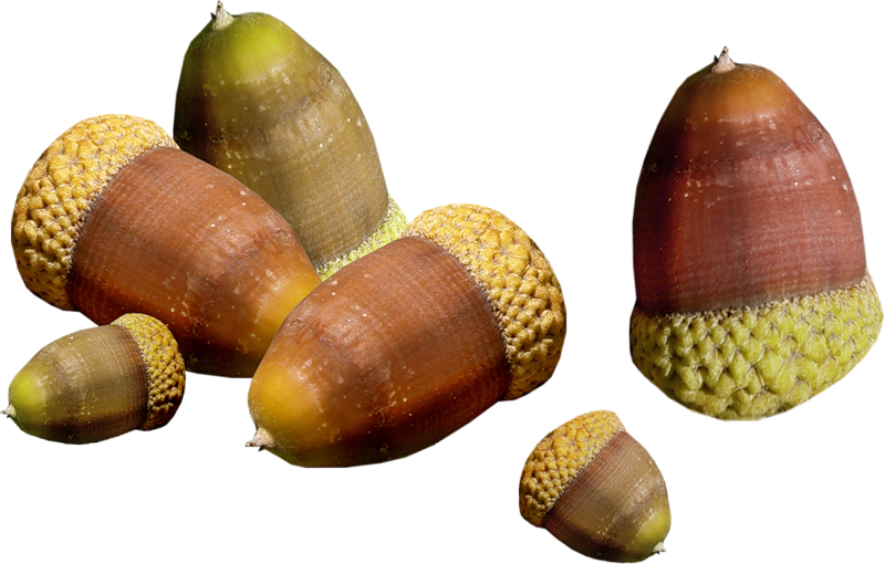acorns45.png