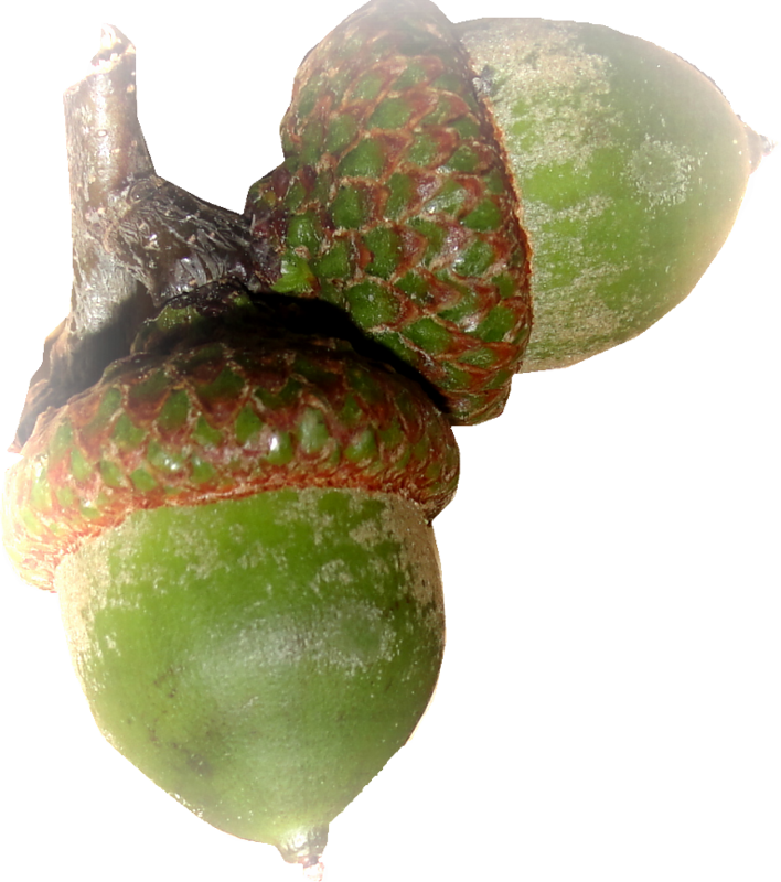 acorns5.png