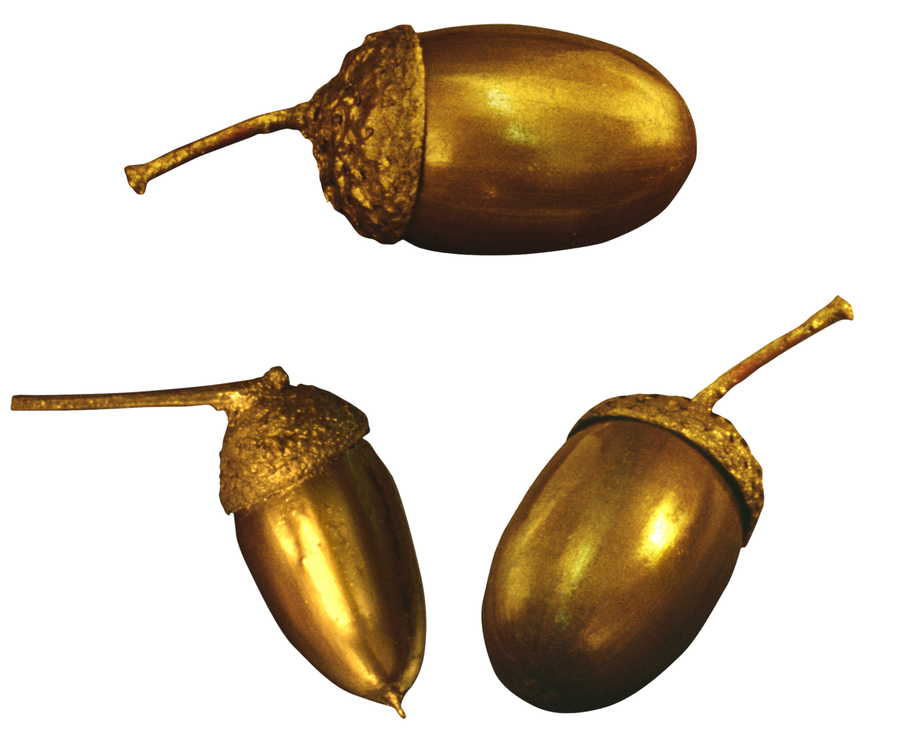 acorns3.png