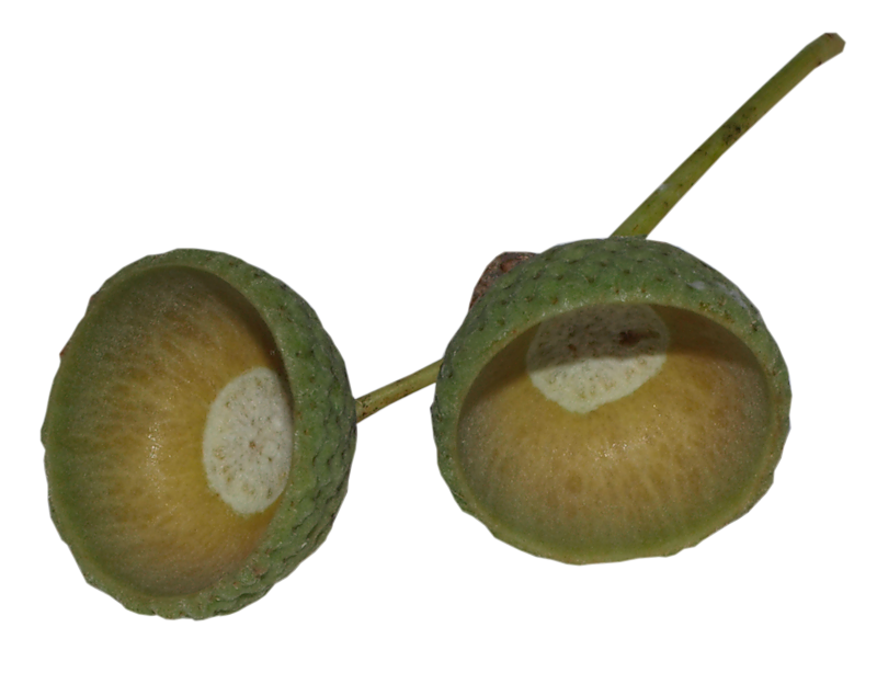 acorns29.png