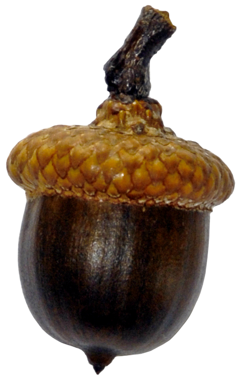 acorns75.png