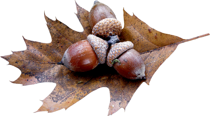acorns1.png