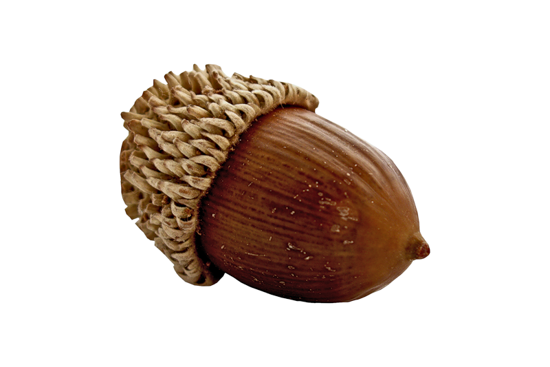 acorns91.png