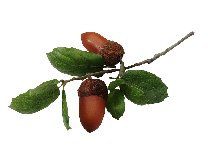 acorns78.png