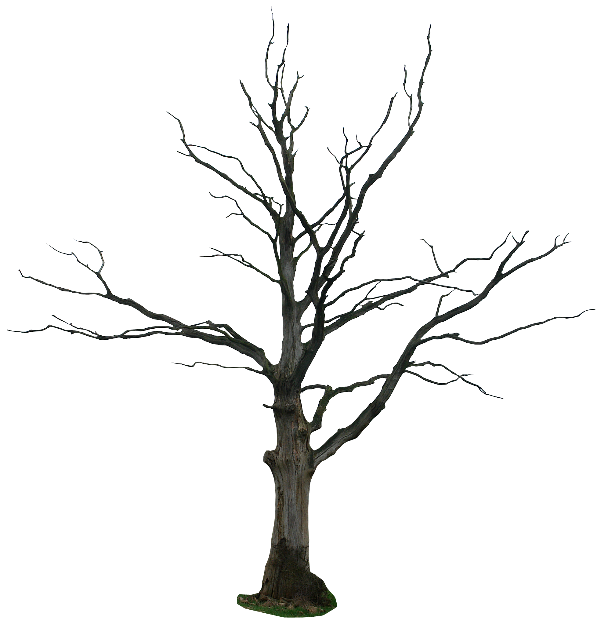 dead_tree.png