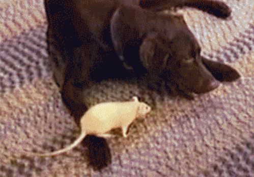 Собака съела котлету. Крыса gif. Собака мышь. Собака гиф. Собака крыса.