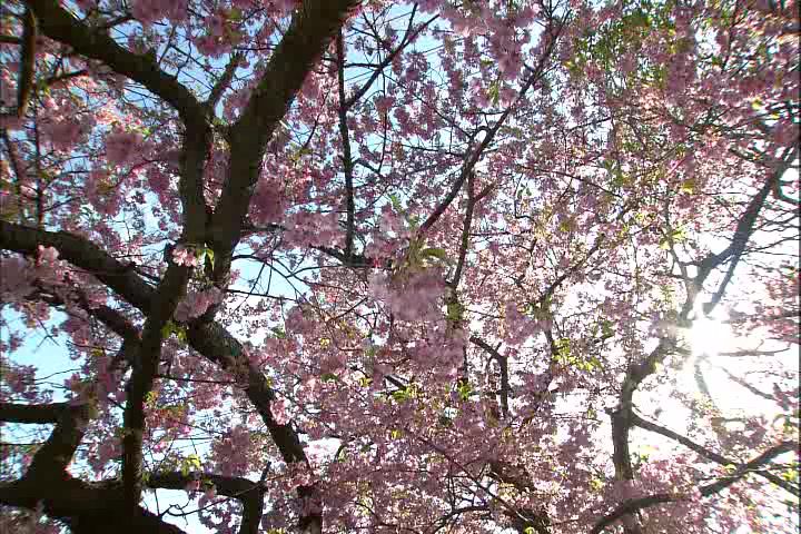 DTempDDVDSpring in JapanVIDEO_TS_20140108_000906.020.jpg