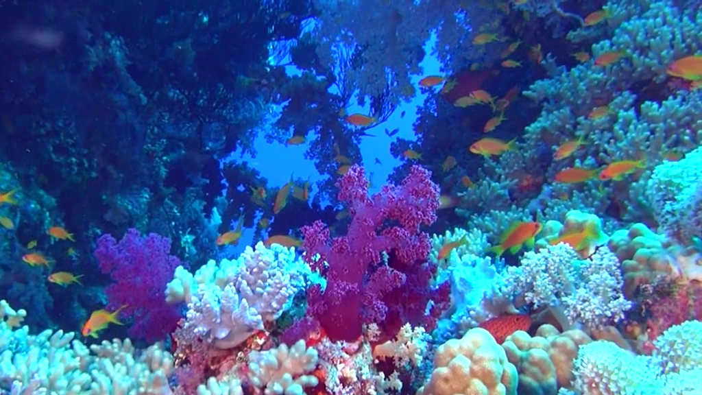 Подводный мир Египта.BDRip.avc.mkv_snapshot_01.24_[2014.02.24_20.25.55].png