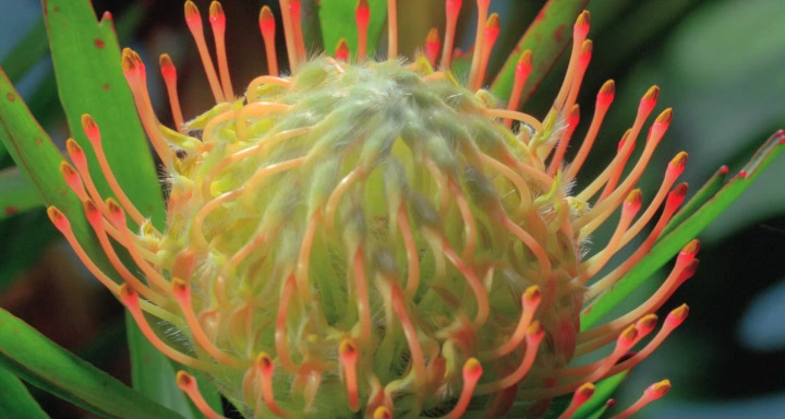 Hidden Beauty. A Love Story That Feeds the Earth[(015612)12-40-15].PNG