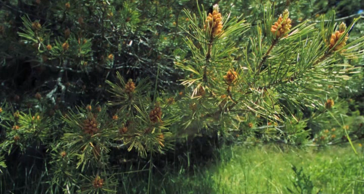 Hidden Beauty. A Love Story That Feeds the Earth[(017017)12-40-22].PNG