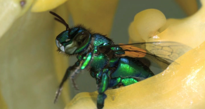 Hidden Beauty. A Love Story That Feeds the Earth[(014566)12-40-10].PNG