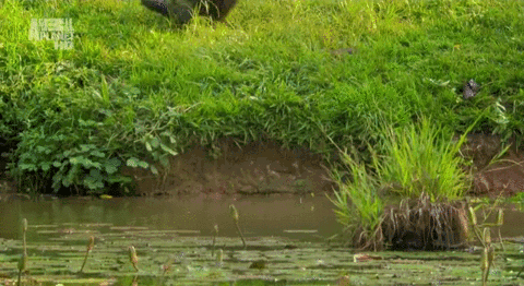48598dd0736f2ad8e760adfcce409b42.gif