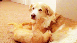 tumblr_mgsnwpl1zC1qbxmz1o2_250 2.gif