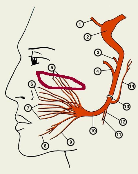 Иннервация лица схема