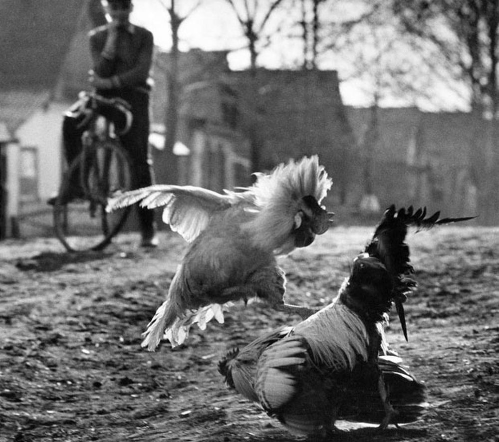 1982-Sergey-Vasiliev-1st-prize-Nature-stories-02.jpg