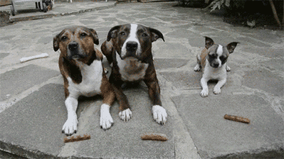 2157363tumblr_o55ucwyNvs1tyncywo1_400.gif