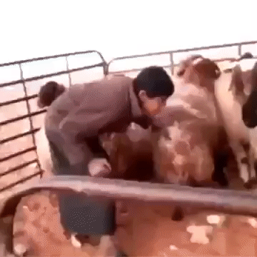 image.gif