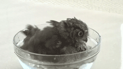 c11678e423505e957740a97db8f33660.gif
