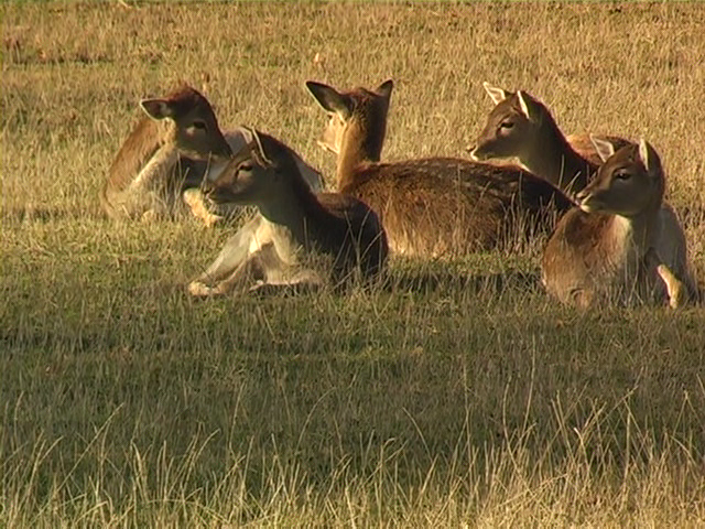 Животные в лесу (DVD)_T01[(005568)10-22-17].PNG