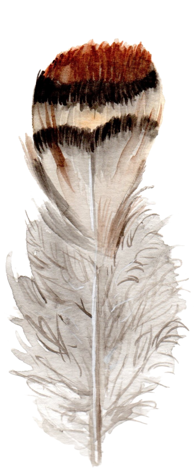 Feathers-01.png