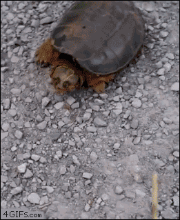 123.gif