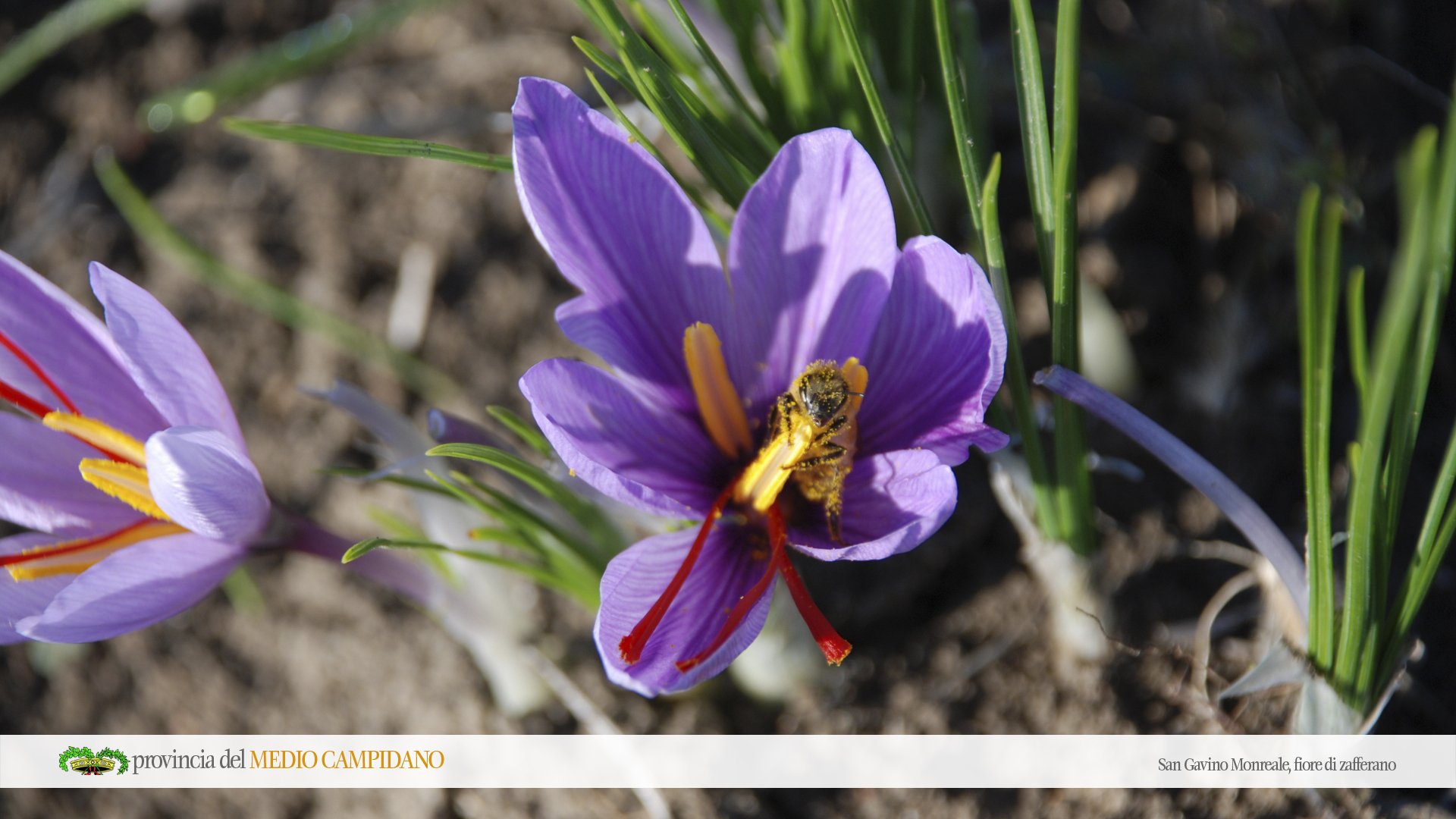 mediocampidano-sfondiview-zafferano-fiore-immagine-resources-images-scarica.jpg