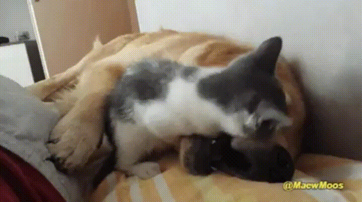 1234.gif