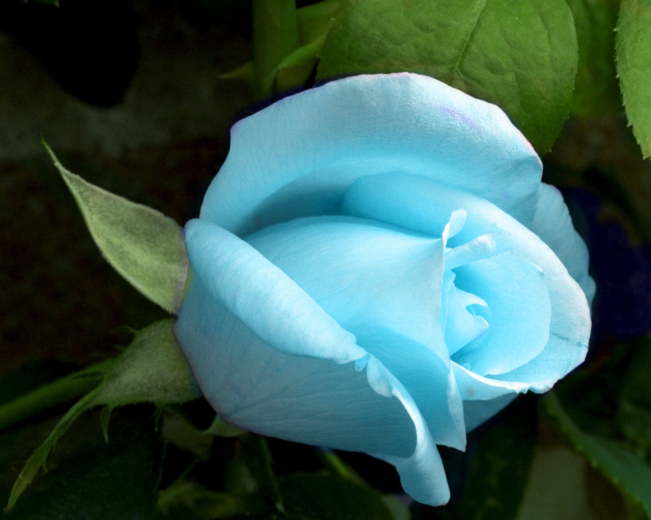 gandex.ru-12032_50992b14e6ca4d6be63469ace3dadfb5.jpg