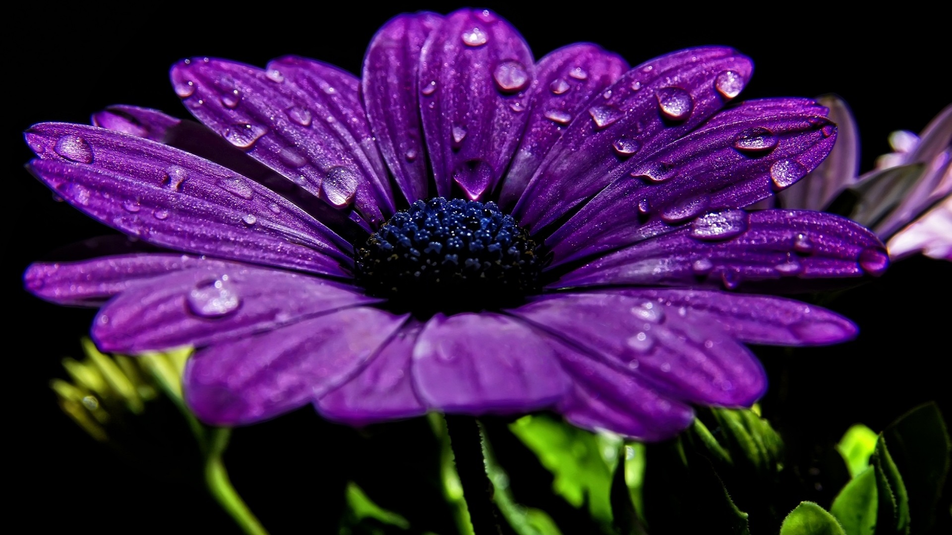 Beautiful-Purple-Flower.jpg