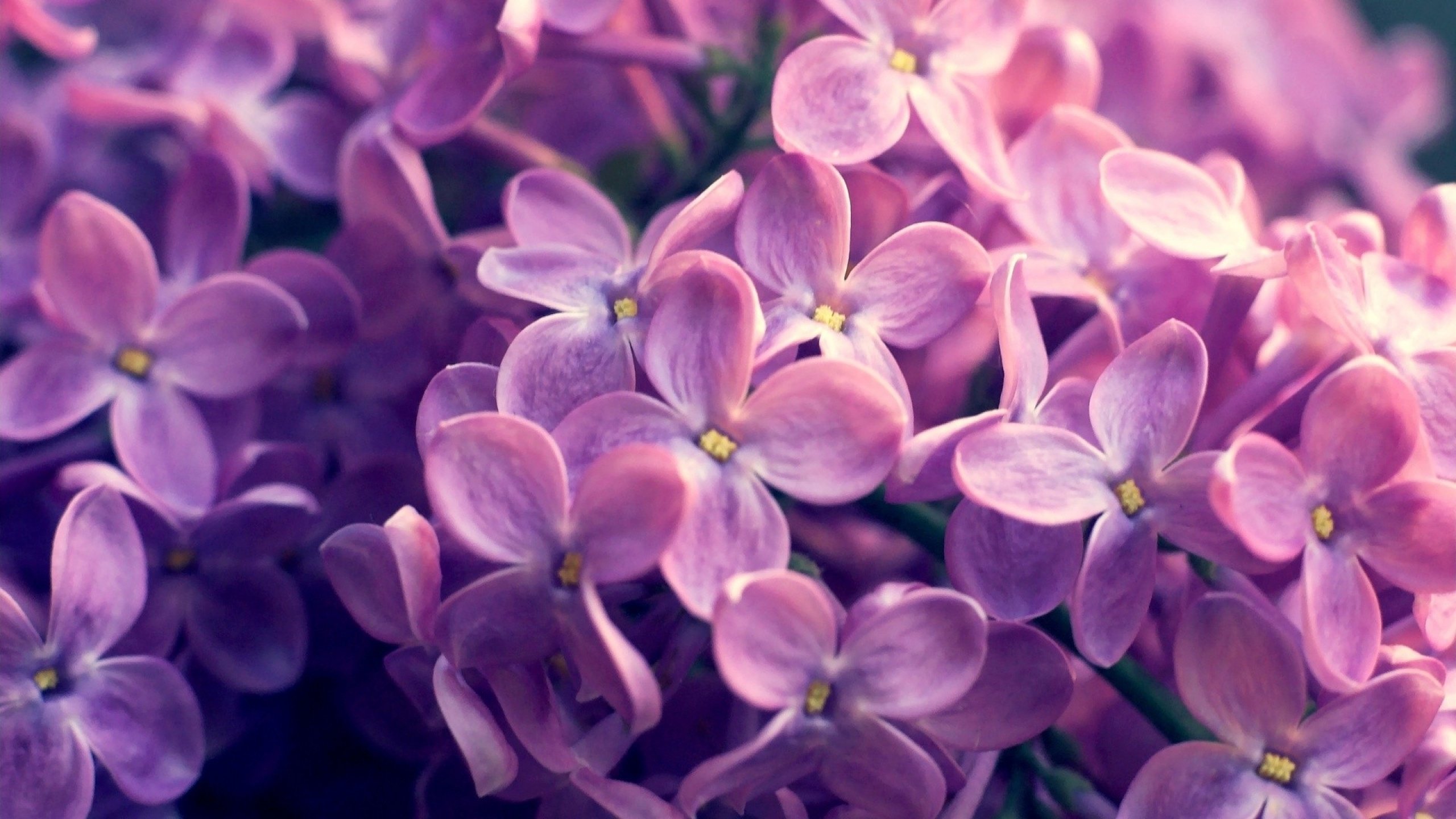 pink-wallpaper-plants-nature-desktop-flowers.jpg