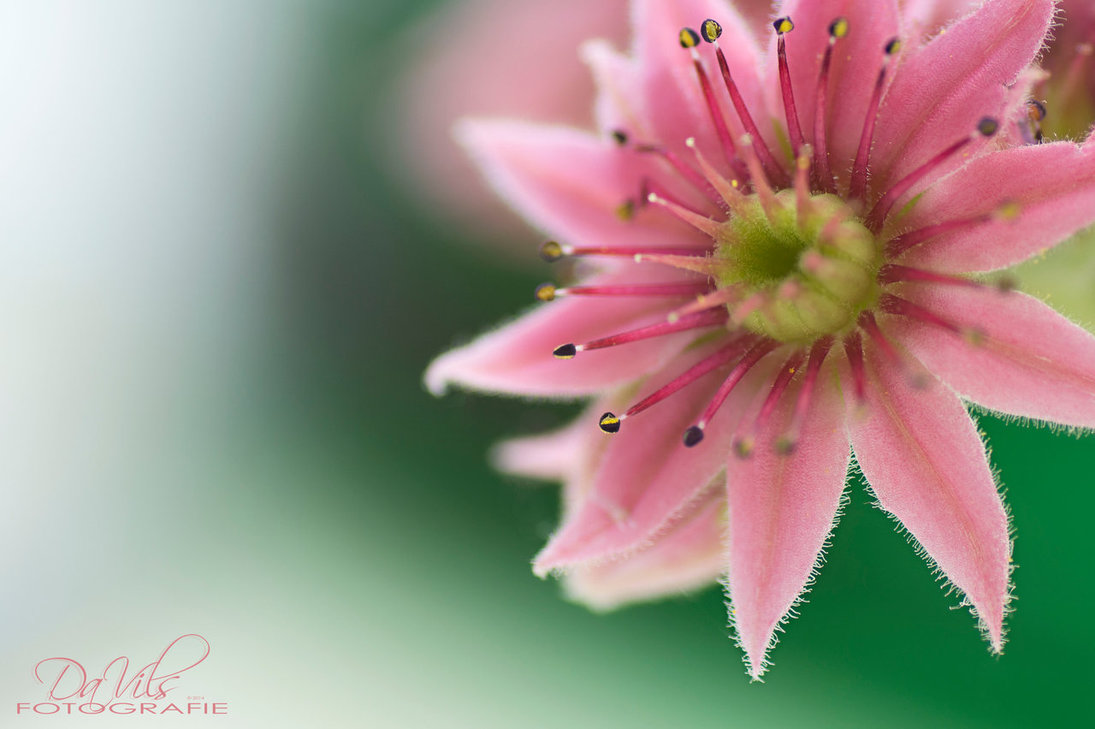 wheel_of_nature_by_davils_photography-d7qyoe7.jpg