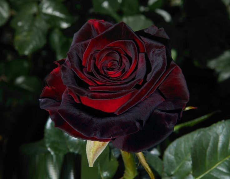 tumblr_p2fliwnmqi1wba83ho6_1280.jpg