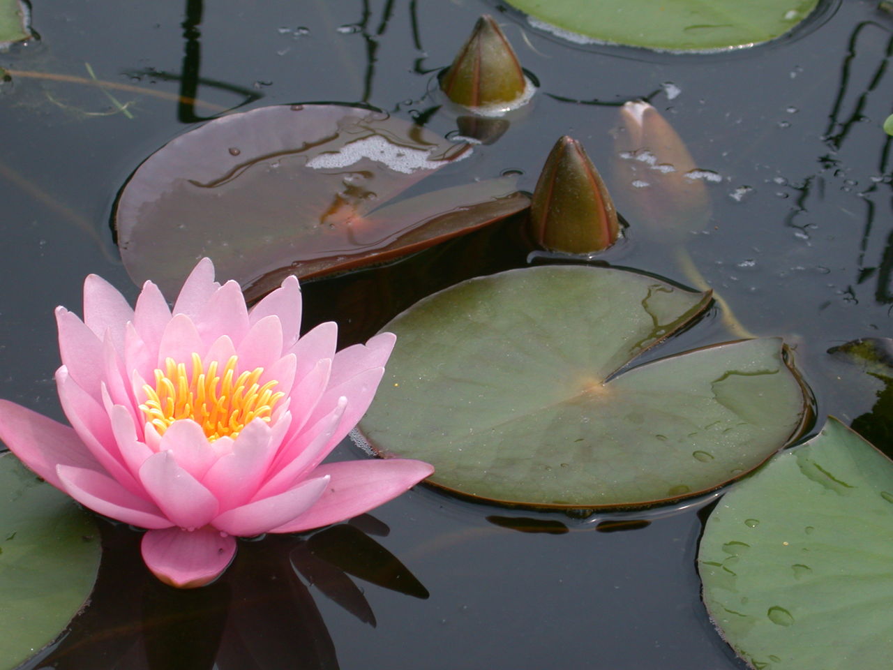 1280-172657484-pink-water-lily.jpg