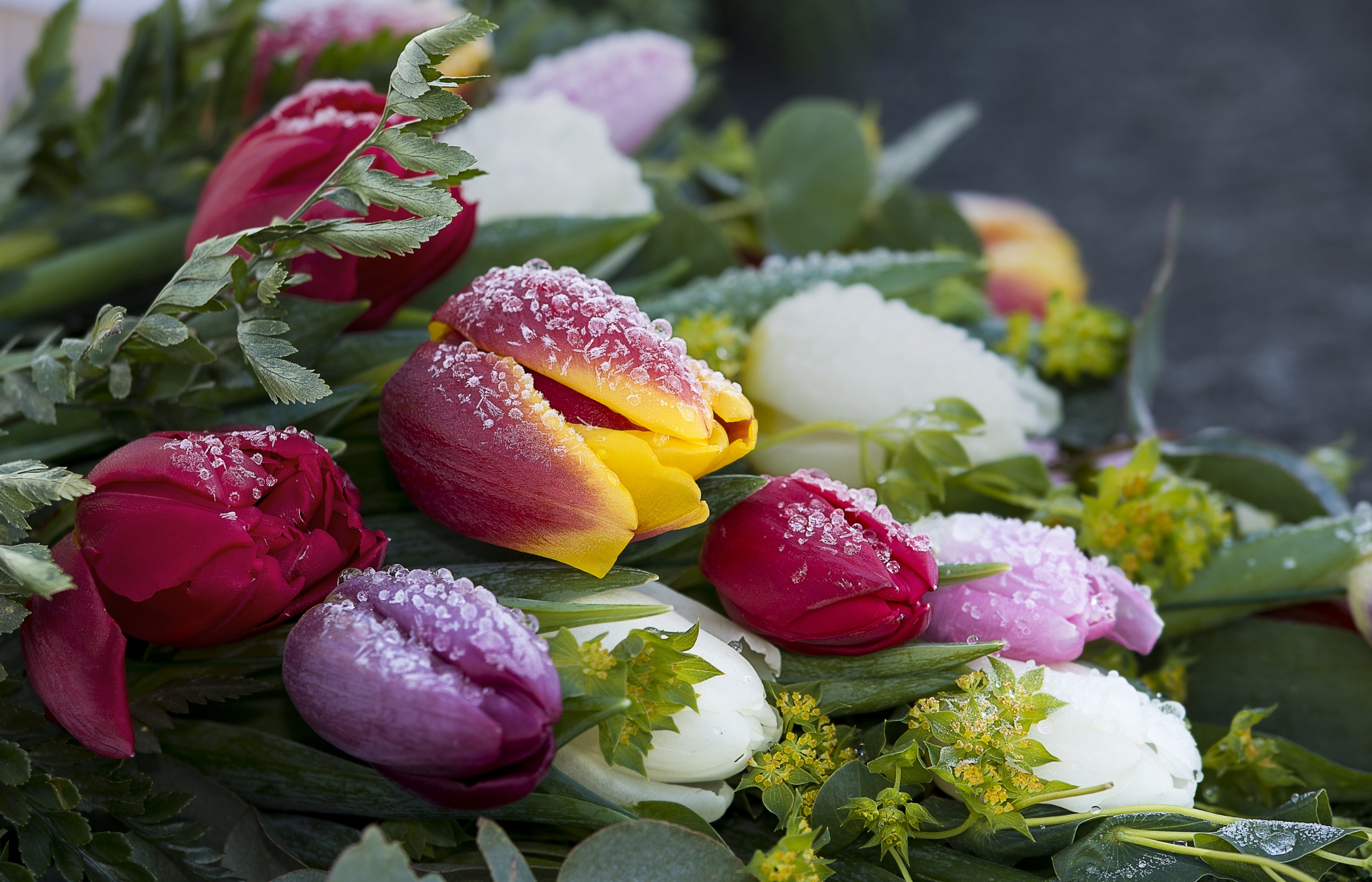 Tulips_Closeup_Drops_Ice_541170_2560x1647.jpg