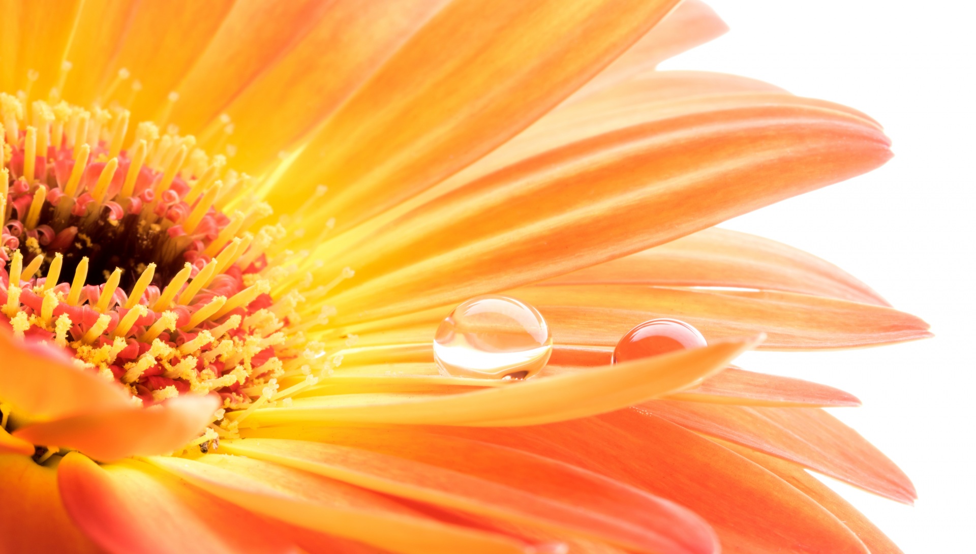 Macro_Closeup_Gerberas_Orange_Drops_540808_1920x1090.jpg
