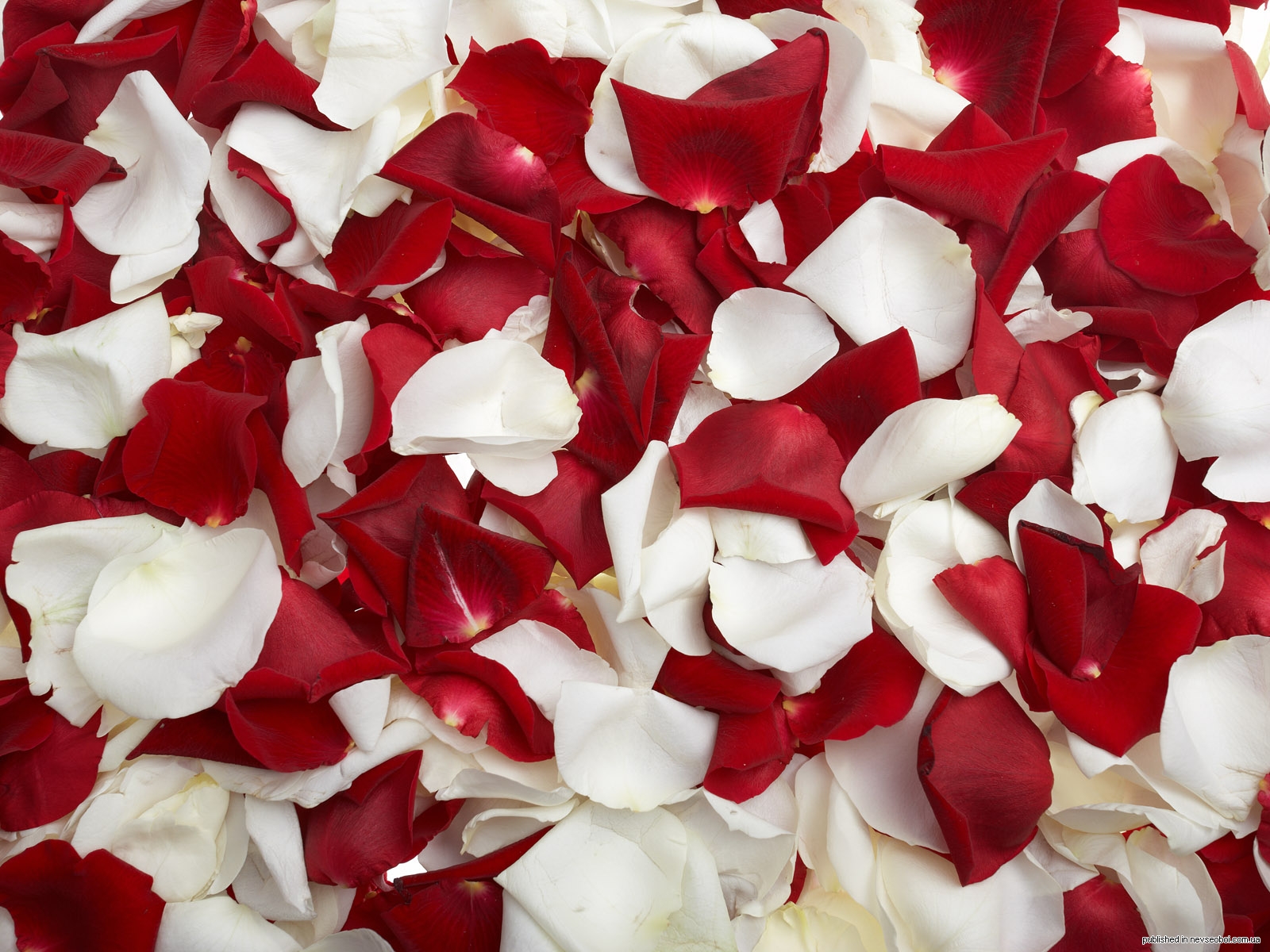 1266863719_rose_6015.jpg