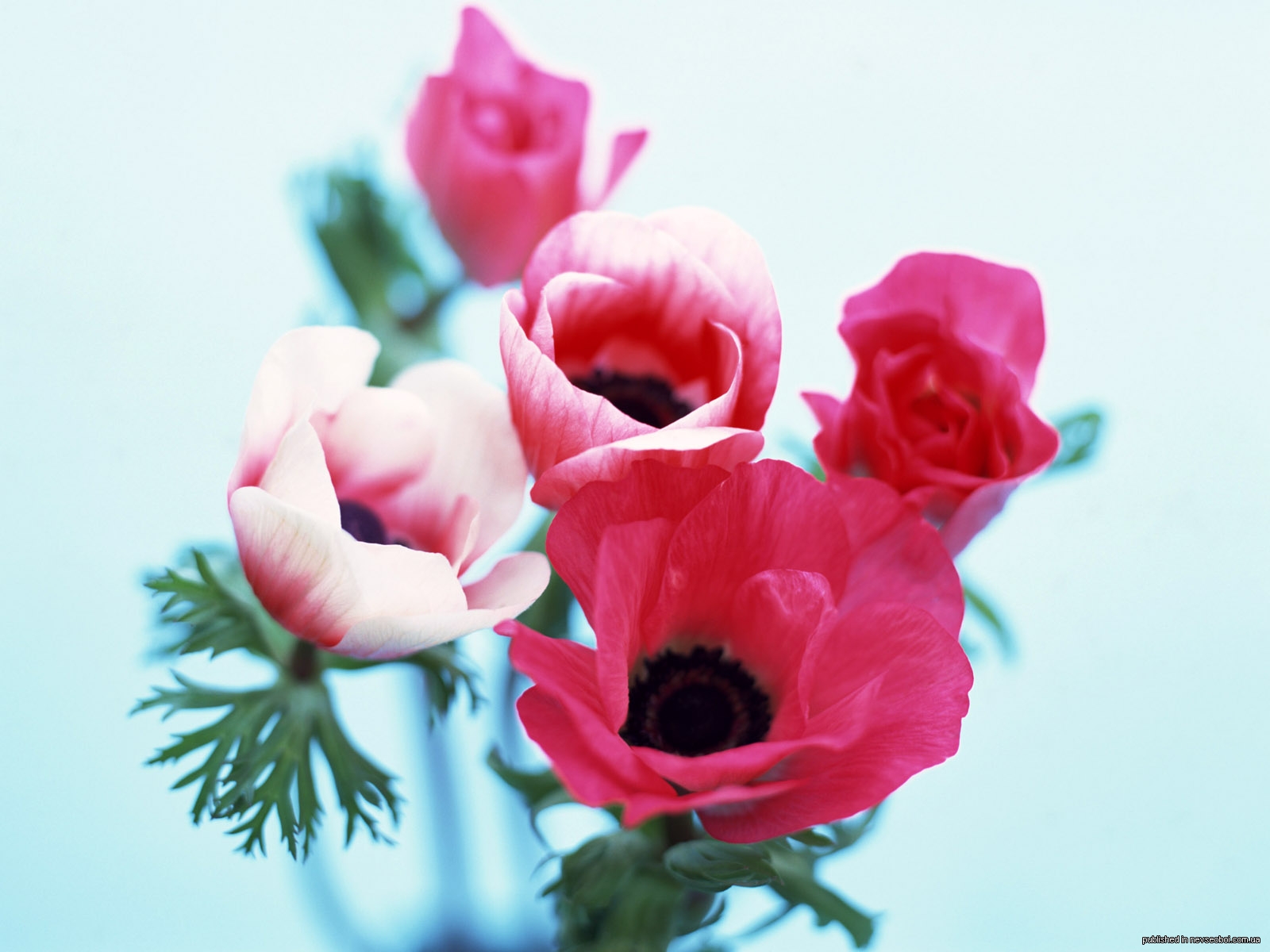 1268495519_beauty_flower_37.jpg