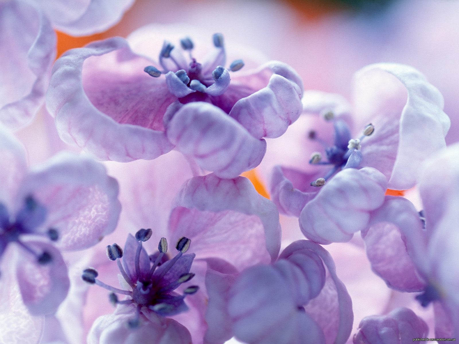 1268834936_lilacs.jpg