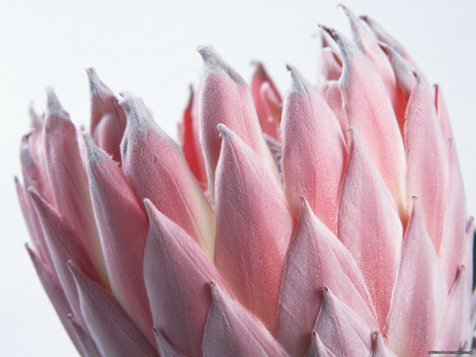 1274285182_flower_7-6.jpg