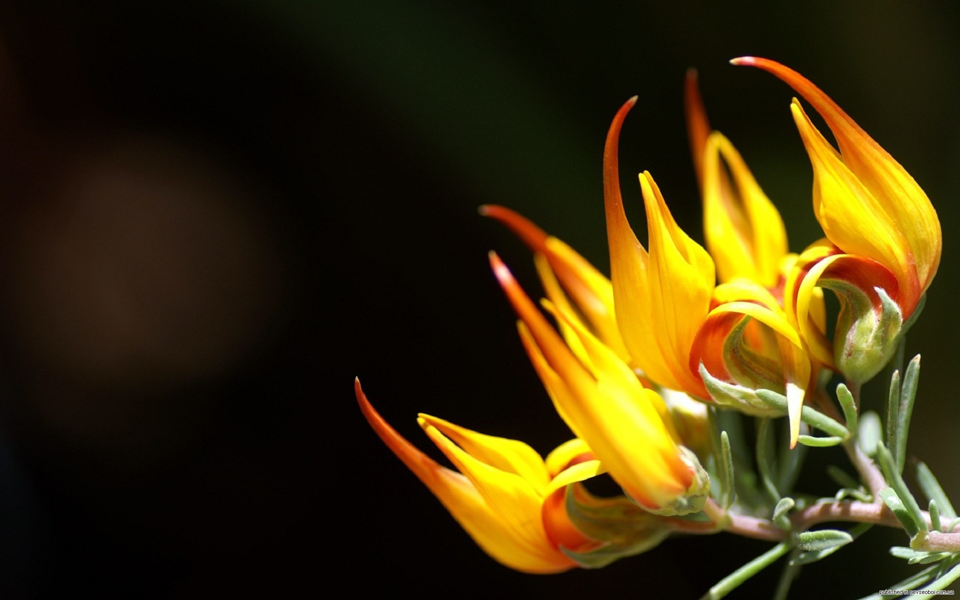 1277737422_flowers_15.jpg