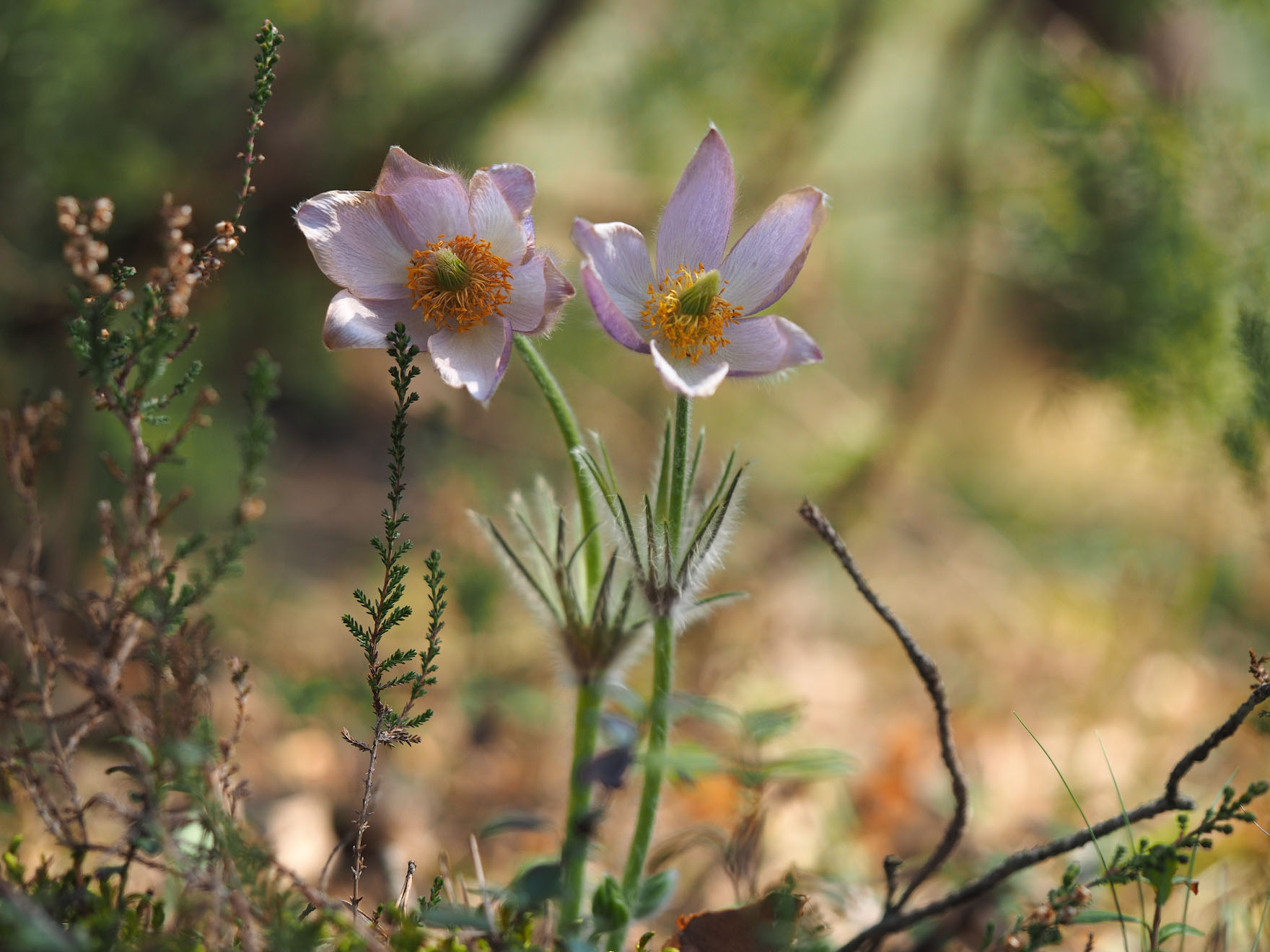 OLYM0052 (2) copy.jpg