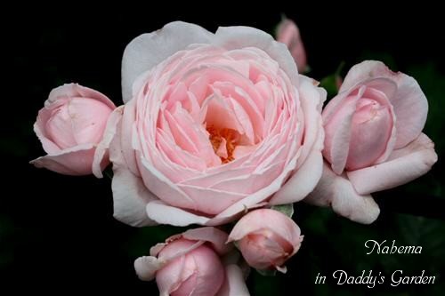 IMG_8291.jpg