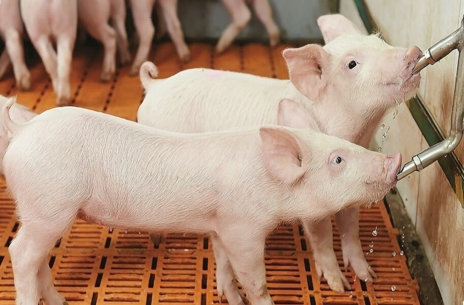 купить поилки для свиней