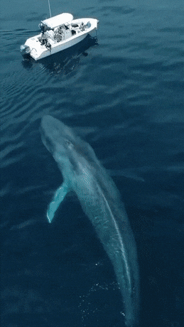 81b7bed53a10517f5dce827461ec6d71.gif