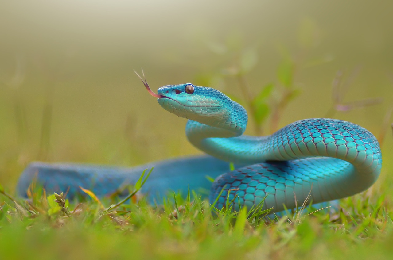 Синяя змейка. Голубая куфия змея. Голубая куфия гадюка. Голубая комодская куфия. Змея Тайпан голубая.